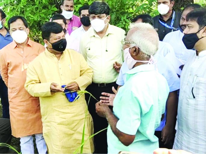 Inspection of paddy fields damaged by return rains in Kankavali | कणकवलीत परतीच्या पावसाने नुकसान झालेल्या भातशेतीची पाहणी Inspection of paddy fields damaged by return rains in Kankavali | कणकवलीत परतीच्या पावसाने नुकसान झालेल्या भातशेतीची पाहणी