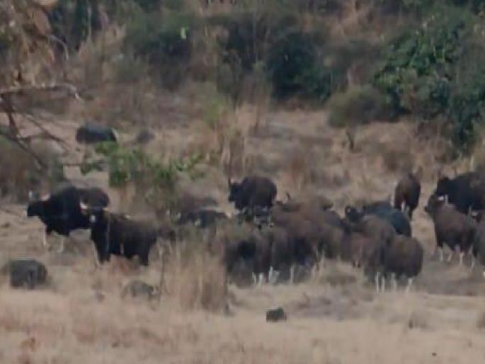 Herds of gaur in Darewadi Kolhapur, Destruction of three acres of agricultural crops | Kolhapur: दरेवाडीत गव्यांच्या कळपाचा वावर, तीन एकरातील शेती पिकांचा केला सुपडासाफ  Herds of gaur in Darewadi Kolhapur, Destruction of three acres of agricultural crops | Kolhapur: दरेवाडीत गव्यांच्या कळपाचा वावर, तीन एकरातील शेती पिकांचा केला सुपडासाफ