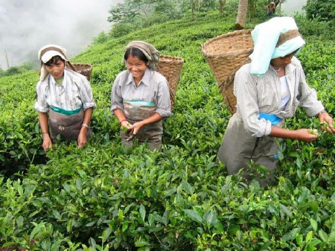 Crisis in Darjeeling Tea Market, Gorkhaland Movement | दार्जिलिंग चहाचा बाजारात तुटवडा, गोरखालँड आंदोलनाचा फटका  Crisis in Darjeeling Tea Market, Gorkhaland Movement | दार्जिलिंग चहाचा बाजारात तुटवडा, गोरखालँड आंदोलनाचा फटका