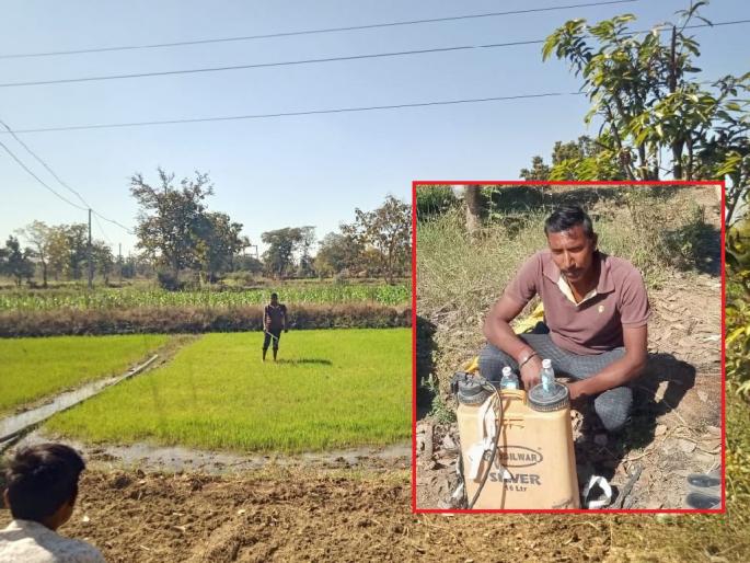 Jevnala Farmer's 'Desi' Jugad, Spray Liquor On Paddy Crop | शेतकऱ्याचा 'देशी' प्रयोग, धान पीकावर चक्क दारूची फवारणी अन् पऱ्हे झाले झिंगाट Jevnala Farmer's 'Desi' Jugad, Spray Liquor On Paddy Crop | शेतकऱ्याचा 'देशी' प्रयोग, धान पीकावर चक्क दारूची फवारणी अन् पऱ्हे झाले झिंगाट