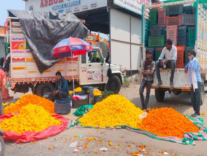 Marigold bumper bloomed this year But the prices went up to Rs 30 to 40 per kg | यंदा झेंडू बम्पर फुलला; पण बाराच्या भावात गेला, ३० ते ४० रुपये प्रतिकिलोच्या पुढे जाईना Marigold bumper bloomed this year But the prices went up to Rs 30 to 40 per kg | यंदा झेंडू बम्पर फुलला; पण बाराच्या भावात गेला, ३० ते ४० रुपये प्रतिकिलोच्या पुढे जाईना