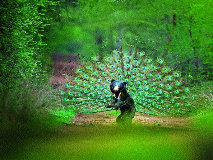 Biju Patil was honored with the 'Shoot of the Frame' award | ‘शूट आॅफ द फ्रेम’ पुरस्काराने बैजू पाटील यांचा गौरव Biju Patil was honored with the 'Shoot of the Frame' award | ‘शूट आॅफ द फ्रेम’ पुरस्काराने बैजू पाटील यांचा गौरव