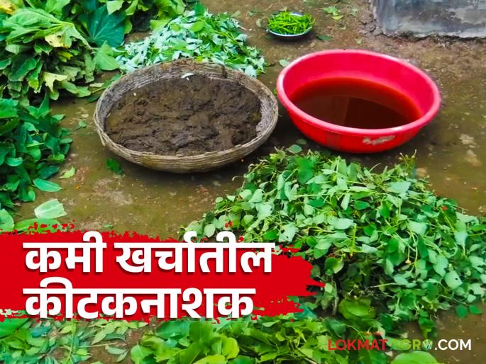Make this home remedy for different types of pest control | विविध प्रकारच्या कीड नियंत्रणासाठी हे औषध बनवा घरच्या घरी