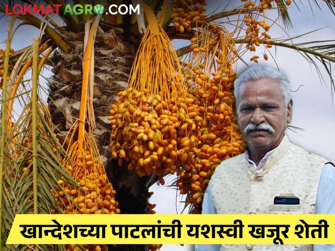 Success story date fruut farming by Jalgaon Parola farmer Prakash Patil | खजुराच्या शेतीतून पारोळ्याच्या प्रकाश पाटलांची हवामान बदलावर यशस्वी मात Success story date fruut farming by Jalgaon Parola farmer Prakash Patil | खजुराच्या शेतीतून पारोळ्याच्या प्रकाश पाटलांची हवामान बदलावर यशस्वी मात