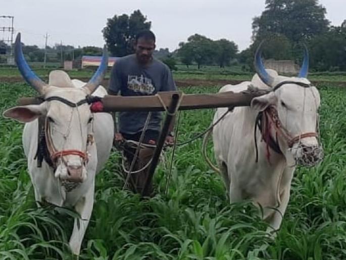 Olympian Dattu Baban Bhokanal become a farmer during covid-19 | महाराष्ट्राच्या सुपुत्राला सलाम; ऑलिम्पिकपटू दत्तू भोकनळ शेतात गाळतोय घाम! Olympian Dattu Baban Bhokanal become a farmer during covid-19 | महाराष्ट्राच्या सुपुत्राला सलाम; ऑलिम्पिकपटू दत्तू भोकनळ शेतात गाळतोय घाम!