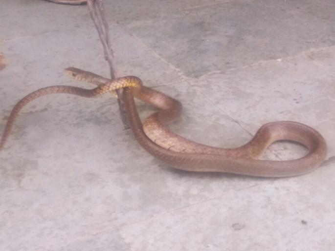 The snake found in the anganwadi center of Ravangaon | रावणगावच्या अंगणवाडीमध्ये साप आढळल्याने खळबळ The snake found in the anganwadi center of Ravangaon | रावणगावच्या अंगणवाडीमध्ये साप आढळल्याने खळबळ