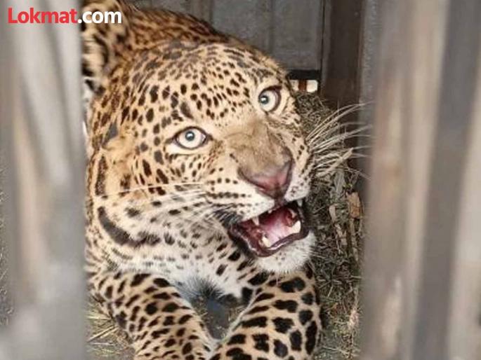 Female leopard trapped in cage at Khedekaramala in Rahu | राहूतील खेडेकरमळा येथे बिबट्या मादी पिंजऱ्यात जेरबंद Female leopard trapped in cage at Khedekaramala in Rahu | राहूतील खेडेकरमळा येथे बिबट्या मादी पिंजऱ्यात जेरबंद