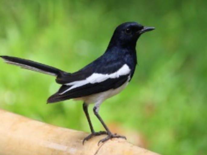 dayal became sangli city bird and win securing 561 votes | अटीतीच्या लढतीत दयाळ ठरला सांगलीचा शहर पक्षी, मिळविली ५६१ मते dayal became sangli city bird and win securing 561 votes | अटीतीच्या लढतीत दयाळ ठरला सांगलीचा शहर पक्षी, मिळविली ५६१ मते