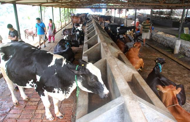 Solapur district gets cold; Animals increased salivary risk | सोलापूर जिल्ह्यात थंडी वाढली; जनावरांना वाढला लाळ-खुरकतचा धोका