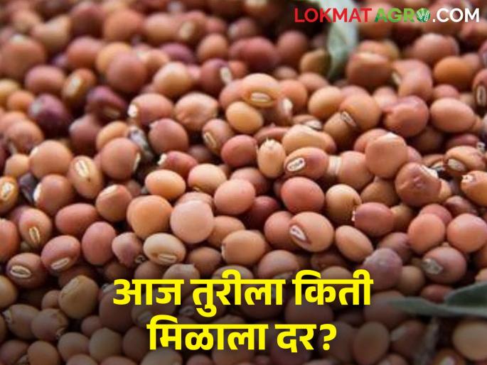 maharashtra agriculture farmer today Turi average rate increase market yard | तुरीच्या सरासरी दरात वाढ, जाणून घ्या आजचे दर