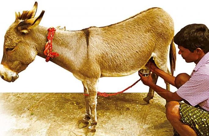 Have you ever drank donkey's milk? Panacea for rare diseases | गाढविणीचे दूध कधी प्यायले आहे का? दुर्मिळ आजारावर ठरतेय रामबाण उपाय Have you ever drank donkey's milk? Panacea for rare diseases | गाढविणीचे दूध कधी प्यायले आहे का? दुर्मिळ आजारावर ठरतेय रामबाण उपाय