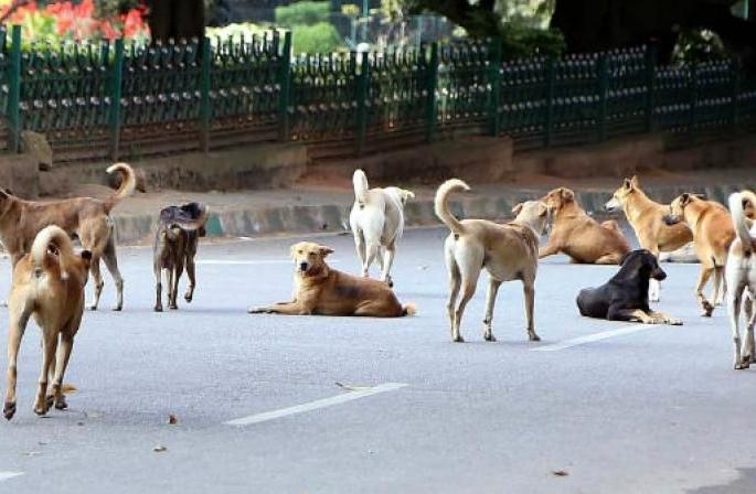 The pain of old, injured dogs is not heard by the government | वृद्ध, जखमी श्वानांच्या वेदना सरकारच्या कानावरच नाहीत The pain of old, injured dogs is not heard by the government | वृद्ध, जखमी श्वानांच्या वेदना सरकारच्या कानावरच नाहीत