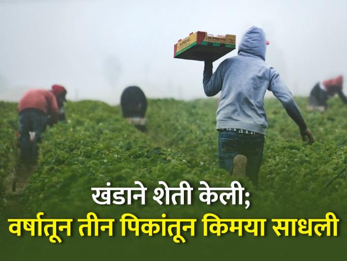 Khanda cultivated agriculture, producing alchemy from three crops a year | शेतकऱ्याची किमया! खंडाने घेतलेल्या शेतीत वर्षाला तीन पिके घेत चांगली कमाई Khanda cultivated agriculture, producing alchemy from three crops a year | शेतकऱ्याची किमया! खंडाने घेतलेल्या शेतीत वर्षाला तीन पिके घेत चांगली कमाई
