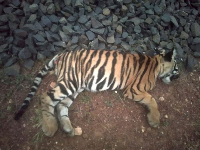 A tiger dies after hit with a special vehicle that was going on a review visit with DRM | डीआरएम यांच्या दौऱ्यास निघालेल्या स्पेशल गाडीने वाघाचा मृत्यू