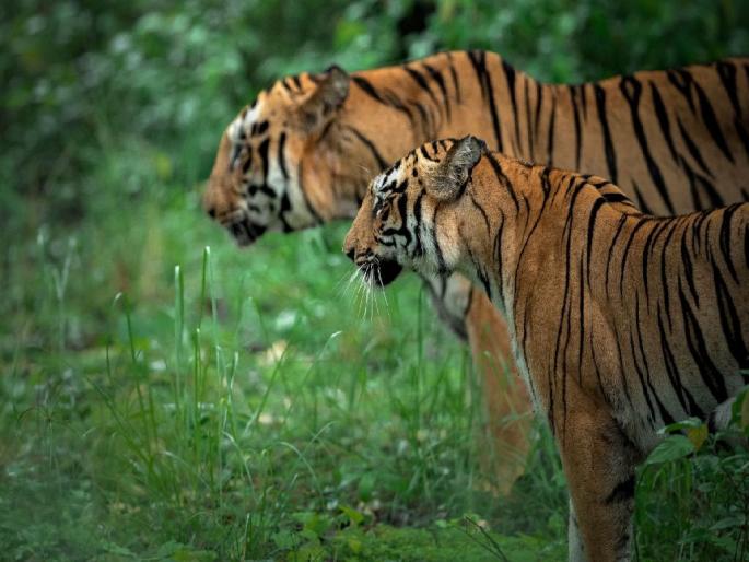 Monsoon is over, from today even Pench tiger reserve is open for tourists | पावसाळा संपला, आजपासून पर्यटकांसाठी पेंचही खुले Monsoon is over, from today even Pench tiger reserve is open for tourists | पावसाळा संपला, आजपासून पर्यटकांसाठी पेंचही खुले