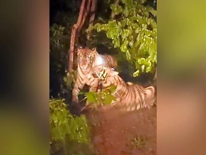 two tigers spotted near Vairagad village, video went viral; Warning to citizens | वैरागड गावाजवळ पोहोचली वाघांची जोडी, चित्रफित सोशल मीडियावर व्हायरल two tigers spotted near Vairagad village, video went viral; Warning to citizens | वैरागड गावाजवळ पोहोचली वाघांची जोडी, चित्रफित सोशल मीडियावर व्हायरल