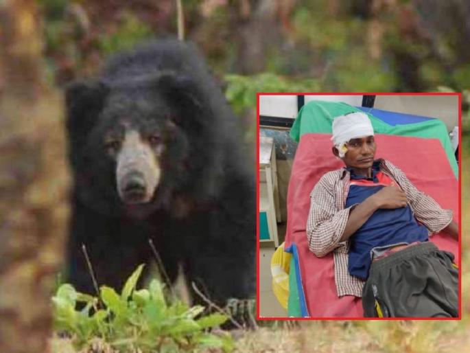 A young man who was engaged in paddy planting was attacked by a bear and seriously injured | अस्वलाशी आधी एकटाच झुंजला, शेतकरी धावले म्हणून बचावला A young man who was engaged in paddy planting was attacked by a bear and seriously injured | अस्वलाशी आधी एकटाच झुंजला, शेतकरी धावले म्हणून बचावला