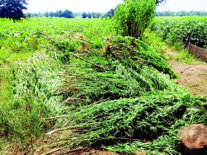 Investigation slows down in ganja farming case, police stops at five accused | गांजा शेती प्रकरणातील तपास मंदावला, पाच आरोपींवर थांबले पोलिस Investigation slows down in ganja farming case, police stops at five accused | गांजा शेती प्रकरणातील तपास मंदावला, पाच आरोपींवर थांबले पोलिस