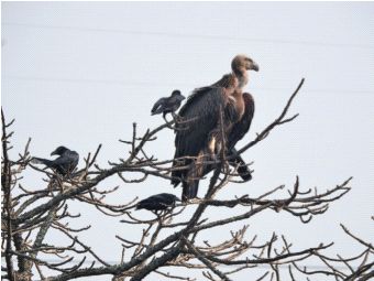 In the new year, the Himalayan vulture came to visit Mumbaikars | नव्या वर्षात मुंबईकरांच्या भेटीला आले हिमालयीन गिधाड In the new year, the Himalayan vulture came to visit Mumbaikars | नव्या वर्षात मुंबईकरांच्या भेटीला आले हिमालयीन गिधाड