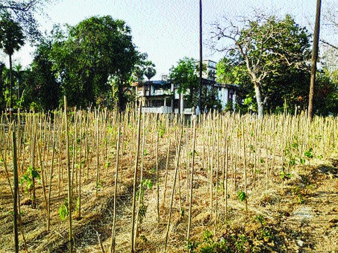 The municipality should provide space, we will build 'Miyawaki Jungle' | महापालिकेने जागा द्यावी, आम्ही उभारू ‘मियावाकी जंगल’; तरूणांचा सहभाग लक्षणीय The municipality should provide space, we will build 'Miyawaki Jungle' | महापालिकेने जागा द्यावी, आम्ही उभारू ‘मियावाकी जंगल’; तरूणांचा सहभाग लक्षणीय