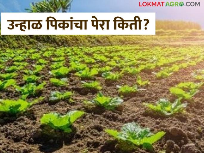 Summer crops in the state increased despite the drought See section wise statistics | दुष्काळ असूनही राज्यातील उन्हाळी हंगामातील पिकपेरा वाढला! कुठे किती झाली पेरणी?