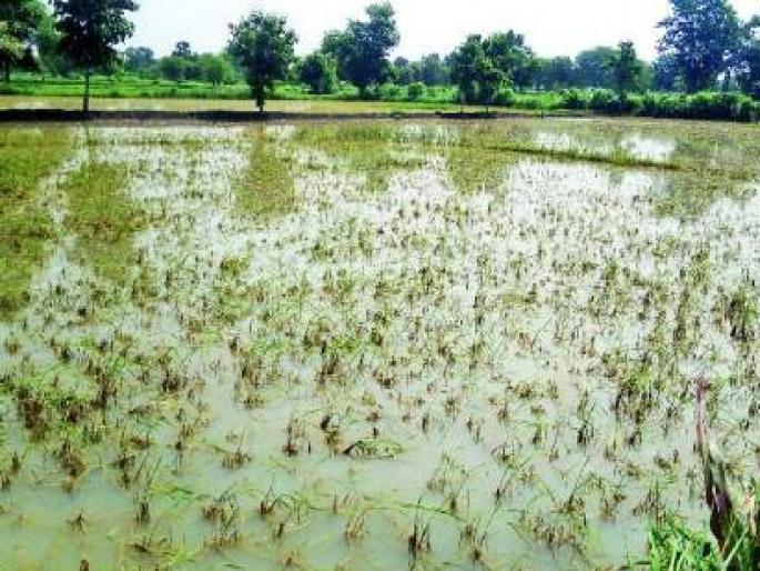 Crop damage survey free Do not cow those who ask for money Appeal of Agriculture Department | पीक नुकसान सर्वेक्षण नि:शुल्क; पैसे मागणाऱ्यांची गय करू नका; कृषी विभागाचे आवाहन  Crop damage survey free Do not cow those who ask for money Appeal of Agriculture Department | पीक नुकसान सर्वेक्षण नि:शुल्क; पैसे मागणाऱ्यांची गय करू नका; कृषी विभागाचे आवाहन