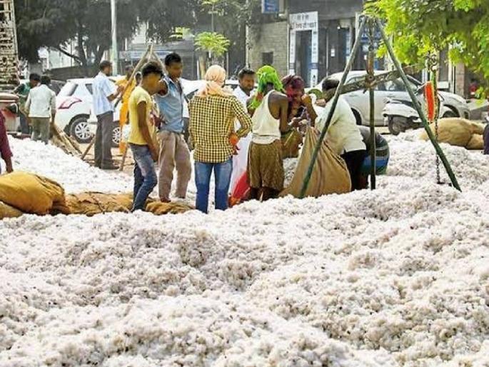 Cotton procurement center to start in Nandurbar from Monday |  नंदुरबारात सोमवारपासून सुरू होणार कापूस खरेदी केंद्र Cotton procurement center to start in Nandurbar from Monday |  नंदुरबारात सोमवारपासून सुरू होणार कापूस खरेदी केंद्र