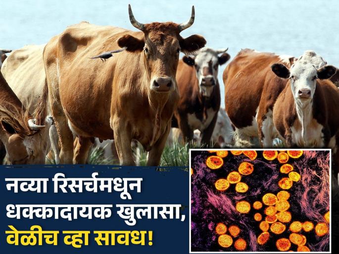 Humans spread and infect more viruses to animals says new study | प्राण्यांमुळे नाही तर मनुष्यांमुळे त्यांच्यात पसरतात दुप्पट वायरस, पुढील धोका 'या' आजाराचा.... Humans spread and infect more viruses to animals says new study | प्राण्यांमुळे नाही तर मनुष्यांमुळे त्यांच्यात पसरतात दुप्पट वायरस, पुढील धोका 'या' आजाराचा....