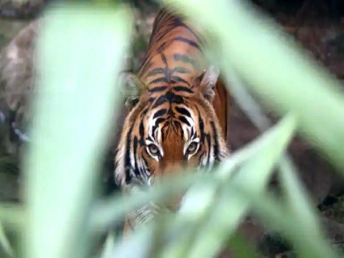 The tiger hunted the husband in front of his wife Pandharabodi Shivara in Chimur taluka | पत्नीच्या डोळ्यांदेखत वाघाने केली पतीची शिकार The tiger hunted the husband in front of his wife Pandharabodi Shivara in Chimur taluka | पत्नीच्या डोळ्यांदेखत वाघाने केली पतीची शिकार