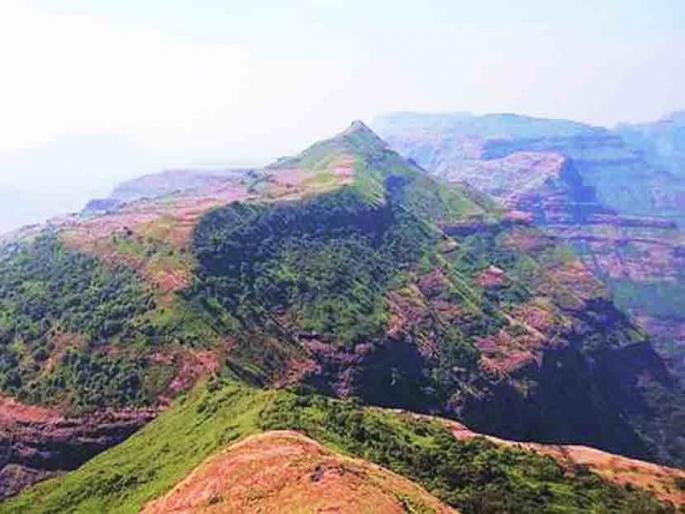 Shekru, a state animal growing in the ‘Kalsubai’ sanctuary; Conservation in Rajur's Kothale 'Devarai' | ‘कळसूबाई’ अभयारण्यात वाढतोय राज्यप्राणी शेकरू; राजूरच्या कोथळे ‘देवराई’त संवर्धन Shekru, a state animal growing in the ‘Kalsubai’ sanctuary; Conservation in Rajur's Kothale 'Devarai' | ‘कळसूबाई’ अभयारण्यात वाढतोय राज्यप्राणी शेकरू; राजूरच्या कोथळे ‘देवराई’त संवर्धन