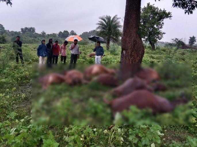 Eight cows died due to lightning strike in Lakhamapur | वीज कोसळून आठ गाईंचा मृत्यू, लखमापूर येथील घटना Eight cows died due to lightning strike in Lakhamapur | वीज कोसळून आठ गाईंचा मृत्यू, लखमापूर येथील घटना