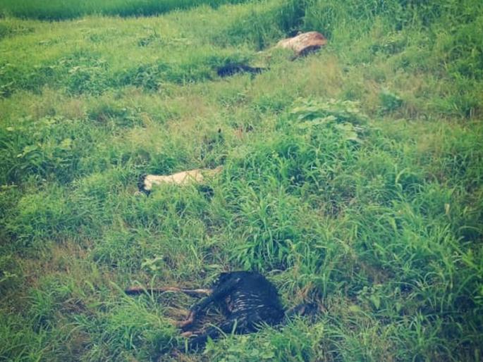 Four goats were killed on the spot by lightning in incessant torrential rains | संतत धार पावसात विजेच्या धक्क्याने चार शेळ्या जागीच ठार Four goats were killed on the spot by lightning in incessant torrential rains | संतत धार पावसात विजेच्या धक्क्याने चार शेळ्या जागीच ठार
