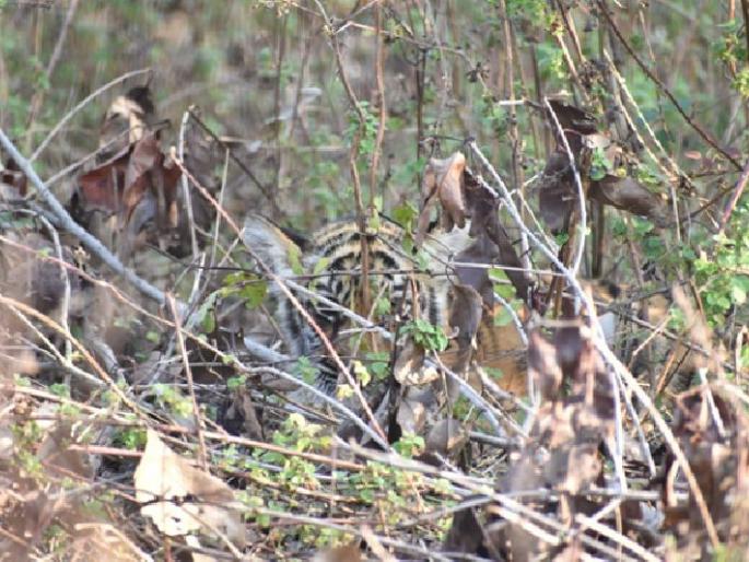 calf separated from mother tiger, forest department set trap camera | आईपासून ताटातूट झालेल्या 'त्या' बछड्याची गराडा परिसरात भटकंती