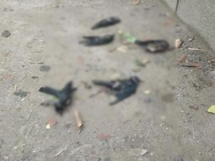 Dead crows found in Gorakshan Road area of Akola City | गोरक्षण संस्थान परिसरात आढळले मृत कावळे! Dead crows found in Gorakshan Road area of Akola City | गोरक्षण संस्थान परिसरात आढळले मृत कावळे!