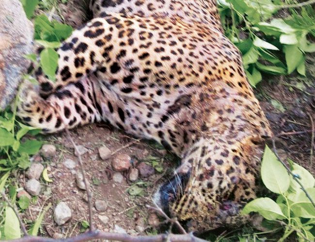 Leopard found dead in the Pench Tiger Reserve | पेंच टायगर रिझर्व्हमध्ये बिबट मृतावस्थेत आढळले Leopard found dead in the Pench Tiger Reserve | पेंच टायगर रिझर्व्हमध्ये बिबट मृतावस्थेत आढळले