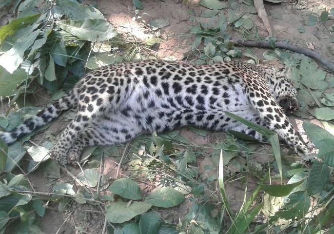 Leopard dead due to battle with Tiger in Pench | पेंचमध्ये वाघाशी लढाईत बिबट्याचा मृत्यू Leopard dead due to battle with Tiger in Pench | पेंचमध्ये वाघाशी लढाईत बिबट्याचा मृत्यू