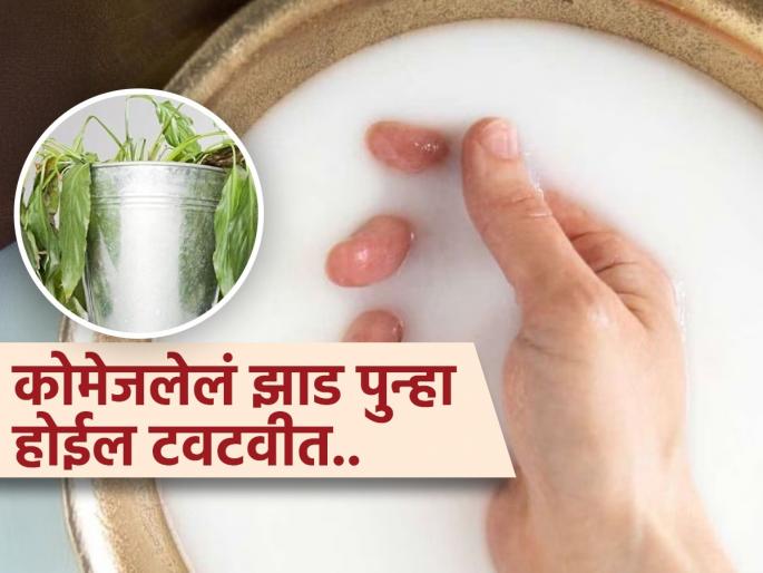 Gardening Tips : Try this homemade rice water for plants | वाळलेलं किंवा कोमेजलेलं झाड पुन्हा होईल हिरवंगार, घरीच तयार करा 'हे' पांढऱ्या पाण्याचं मिश्रण...