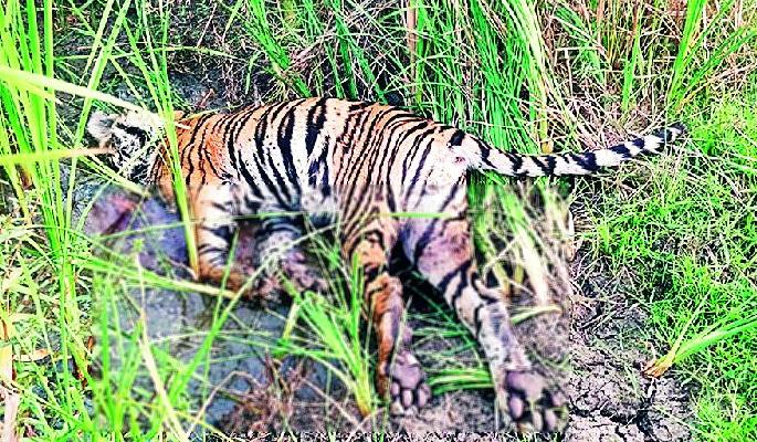 tiger found dead in umred forest; An investigation is underway by the forest department | ‘त्या’ वाघाचा मृत्यू इलेक्ट्रिक शाॅकने? वनविभागाकडून तपास सुरू