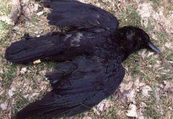Bird Flu : Dead crows Found at Dahigaon Gawande! | दहीगाव गावंडे येथे मृत कावळे आढळल्याने खळबळ! Bird Flu : Dead crows Found at Dahigaon Gawande! | दहीगाव गावंडे येथे मृत कावळे आढळल्याने खळबळ!