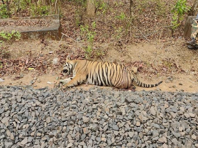 tiger found dead near railway track in Gondia district | रेल्वेच्या धडकेत वाघाचा मृत्यू; गोंदिया-बल्लारशा रेल्वेमार्गावरील घटना tiger found dead near railway track in Gondia district | रेल्वेच्या धडकेत वाघाचा मृत्यू; गोंदिया-बल्लारशा रेल्वेमार्गावरील घटना