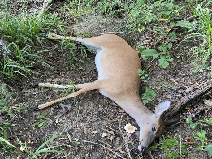 Death of two deer in Sagareshwar sanctuary, sanctuary administration unaware | सागरेश्वर अभयारण्यातील दोन हरणांचा मृत्यू, अभयारण्य प्रशासन अनभिज्ञ  Death of two deer in Sagareshwar sanctuary, sanctuary administration unaware | सागरेश्वर अभयारण्यातील दोन हरणांचा मृत्यू, अभयारण्य प्रशासन अनभिज्ञ