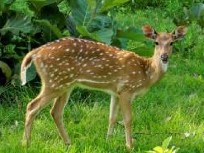 Deer hunting in the forest on the border of Mahabaleshwar, gang of four arrested | Satara: महाबळेश्वरच्या सीमेवरील जंगलात हरणाची शिकार, चौघांच्या टोळीला अटक  Deer hunting in the forest on the border of Mahabaleshwar, gang of four arrested | Satara: महाबळेश्वरच्या सीमेवरील जंगलात हरणाची शिकार, चौघांच्या टोळीला अटक