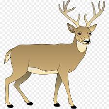 Deer killed by an unknown vehicle | अज्ञात वाहनाच्या धडकेने हरीण ठार Deer killed by an unknown vehicle | अज्ञात वाहनाच्या धडकेने हरीण ठार