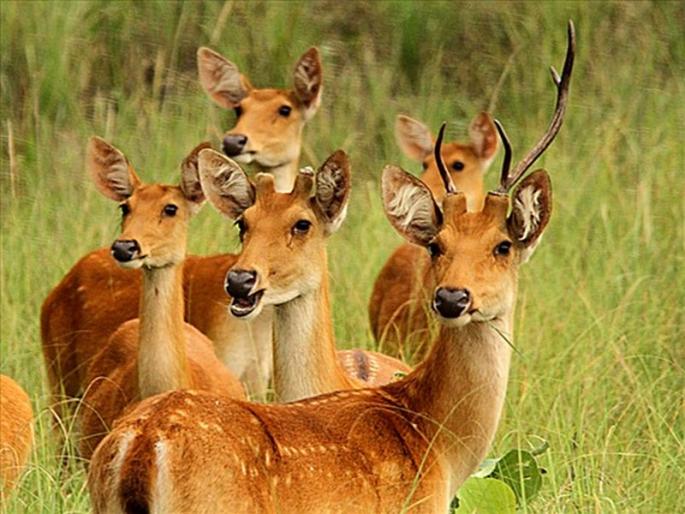 Harvesting of crops from deer's herd | हरणांच्या कळपाकडून पिकांची नासाडी Harvesting of crops from deer's herd | हरणांच्या कळपाकडून पिकांची नासाडी
