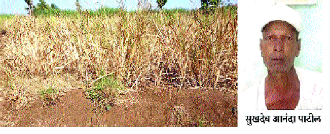 Depression due to non-receipt of electricity connection - Type of secrecy worrisome | वीज कनेक्शन मिळत नसल्याच्या नैराश्येतून प्रकार -शेतकऱ्याची प्रकृती चिंताजनक Depression due to non-receipt of electricity connection - Type of secrecy worrisome | वीज कनेक्शन मिळत नसल्याच्या नैराश्येतून प्रकार -शेतकऱ्याची प्रकृती चिंताजनक