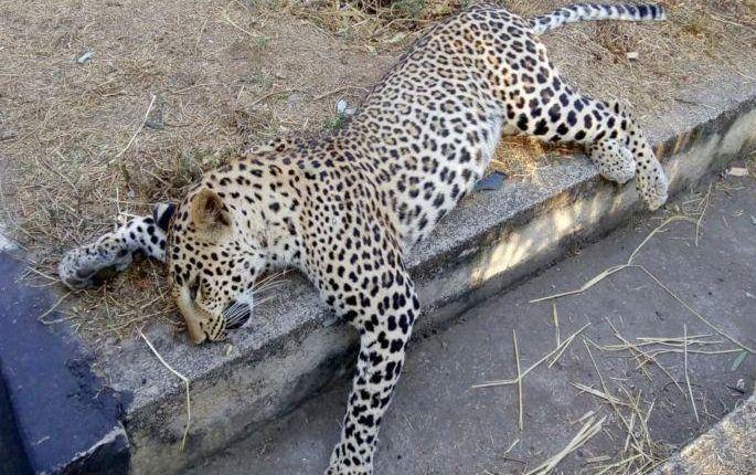 Leopard dies of kidney disease in Nagpur | नागपुरात किडनीच्या आजाराने बिबट्याचा मृत्यू Leopard dies of kidney disease in Nagpur | नागपुरात किडनीच्या आजाराने बिबट्याचा मृत्यू