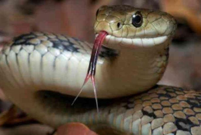 Death of a farmer by snake bite | मधापुरी येथे शेतकऱ्याचा सर्पदंशाने मृत्यू Death of a farmer by snake bite | मधापुरी येथे शेतकऱ्याचा सर्पदंशाने मृत्यू