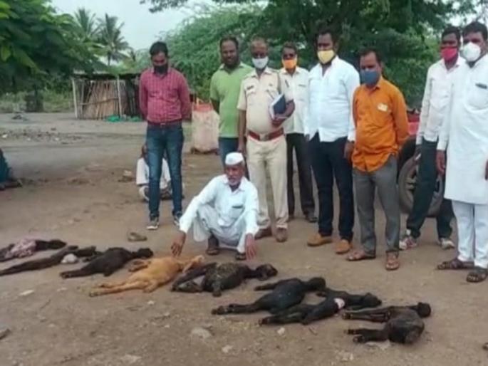Nimgaon in Indapur - A wolves attacking goats; 9 small chicks killed on the spot | इंदापूरातील निमगांव - केतकीत लांडग्यांच्या कळपाचा शेळ्यांवर हल्ला; लहान ९ पिल्ले जागीच ठार Nimgaon in Indapur - A wolves attacking goats; 9 small chicks killed on the spot | इंदापूरातील निमगांव - केतकीत लांडग्यांच्या कळपाचा शेळ्यांवर हल्ला; लहान ९ पिल्ले जागीच ठार