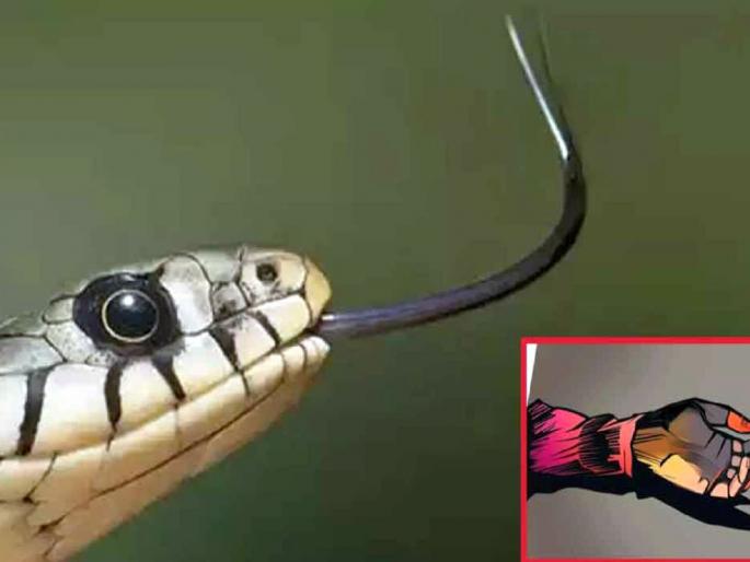 Farmer woman dies of snakebite in dewri tehsil | Gondia | सर्पदंशाने शेतकरी महिलेचा मृत्यू; देवरी तालुक्यातील घटना Farmer woman dies of snakebite in dewri tehsil | Gondia | सर्पदंशाने शेतकरी महिलेचा मृत्यू; देवरी तालुक्यातील घटना