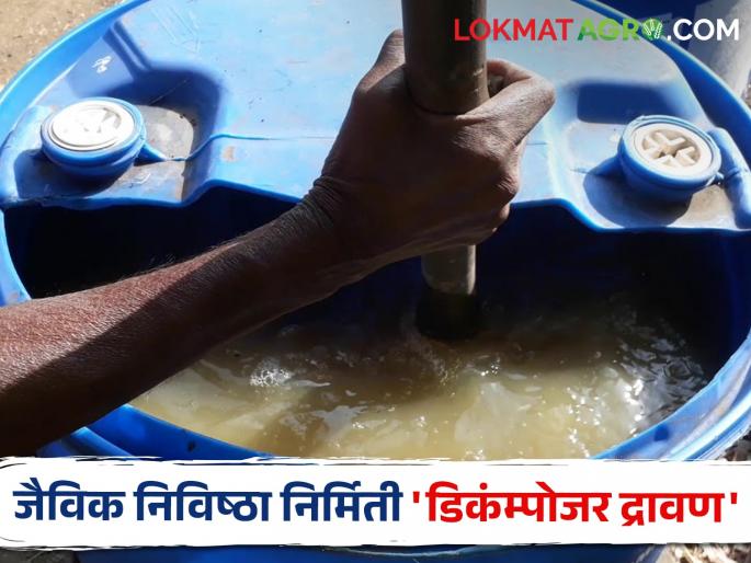 Decomposer Solution; Make this organic composting solution at home | Decomposer Solution; सेंद्रिय पदार्थ कुजवण्याची क्रिया जलद करणारे हे द्रावण तयार करा घरच्याघरी Decomposer Solution; Make this organic composting solution at home | Decomposer Solution; सेंद्रिय पदार्थ कुजवण्याची क्रिया जलद करणारे हे द्रावण तयार करा घरच्याघरी